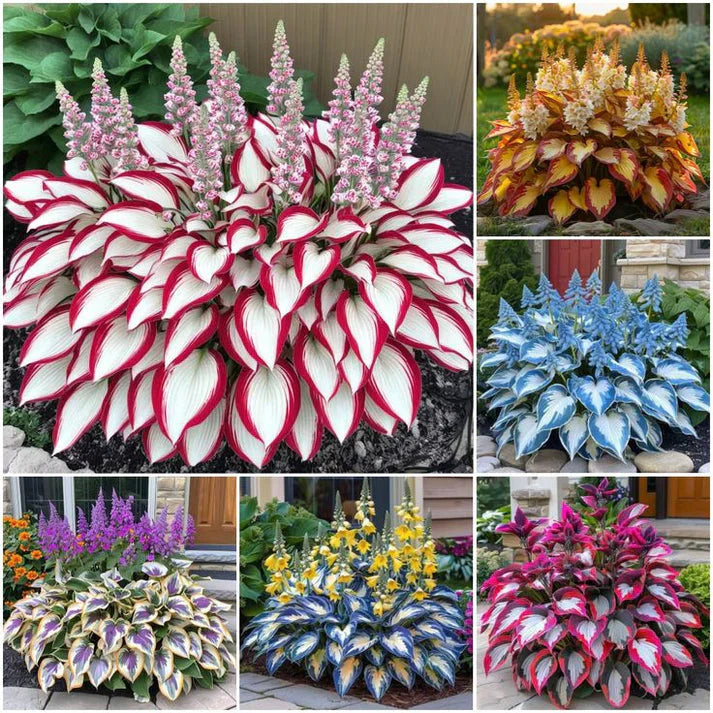 🔥 Premium Hosta Flower Seeds (Buy 1 Get 2 Free + Free Plant Booster )