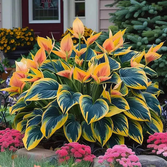 🔥 Premium Hosta Flower Seeds (Buy 1 Get 2 Free + Free Plant Booster )