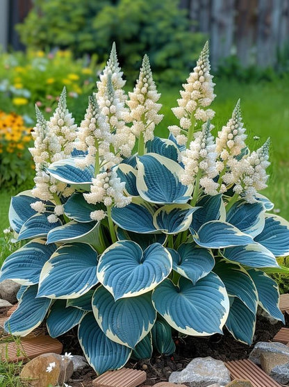 🔥 Premium Hosta Flower Seeds (Buy 1 Get 2 Free + Free Plant Booster )