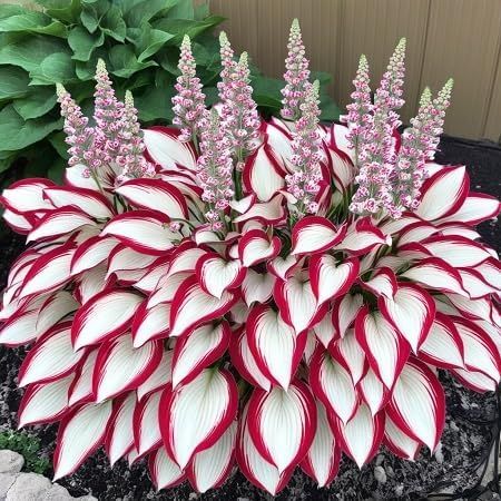 🔥 Premium Hosta Flower Seeds (Buy 1 Get 2 Free + Free Plant Booster )